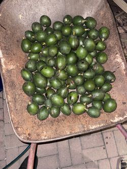 Avocados $1 each