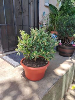 Dwarf Olive Bonsai Tree