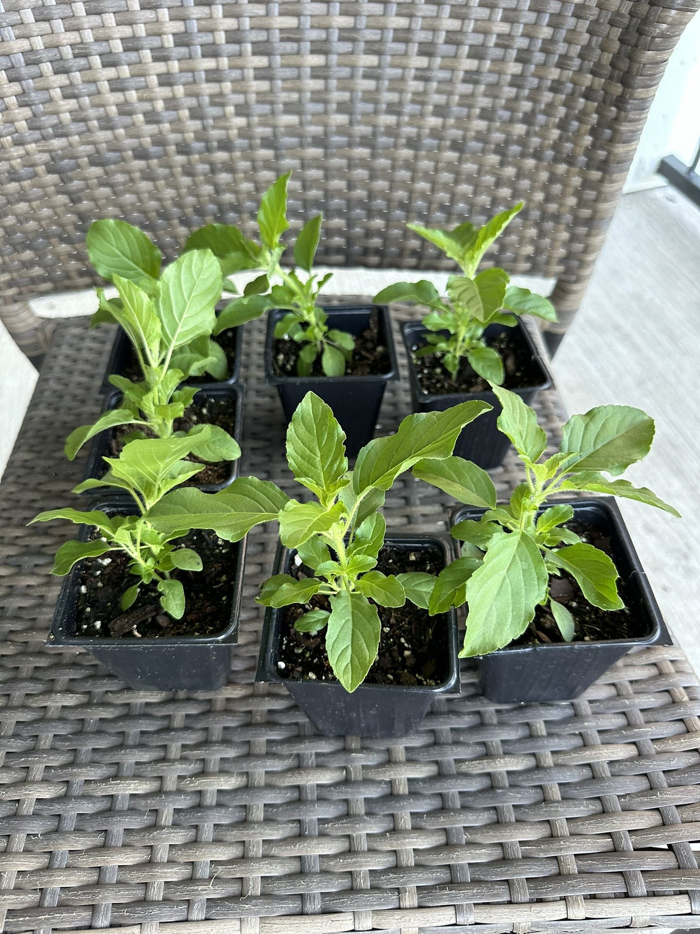 Tulsi Plants