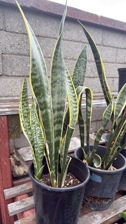 Snake plants (9 available)