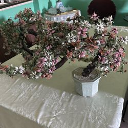 Jade Bonsai Plants