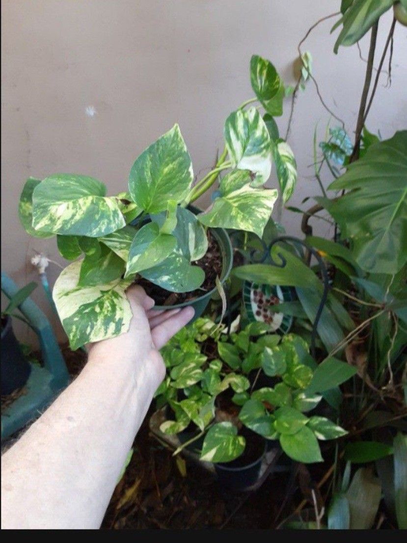 Golden Pothos Philodendron Houseplant