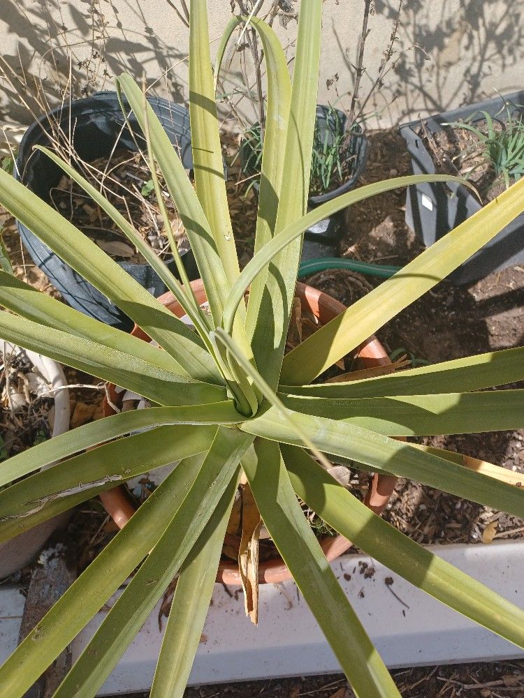 Calamar Agave for Sale in San Antonio, TX - OfferUp