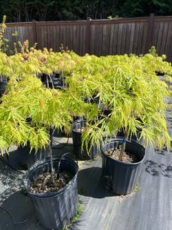 Virdis Japanese maples 2 1/2 gallon pots , $25 ea