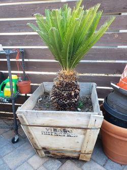 Sago Palm In 24 In Box