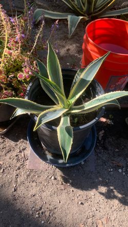 Beautiful plant
