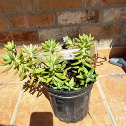 Planta  Sedum Adolphi