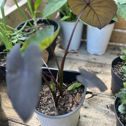 Dark Leaf Alocasia (Ornamental Tropical Plant)