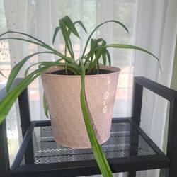 6" Potted Spider Plant 