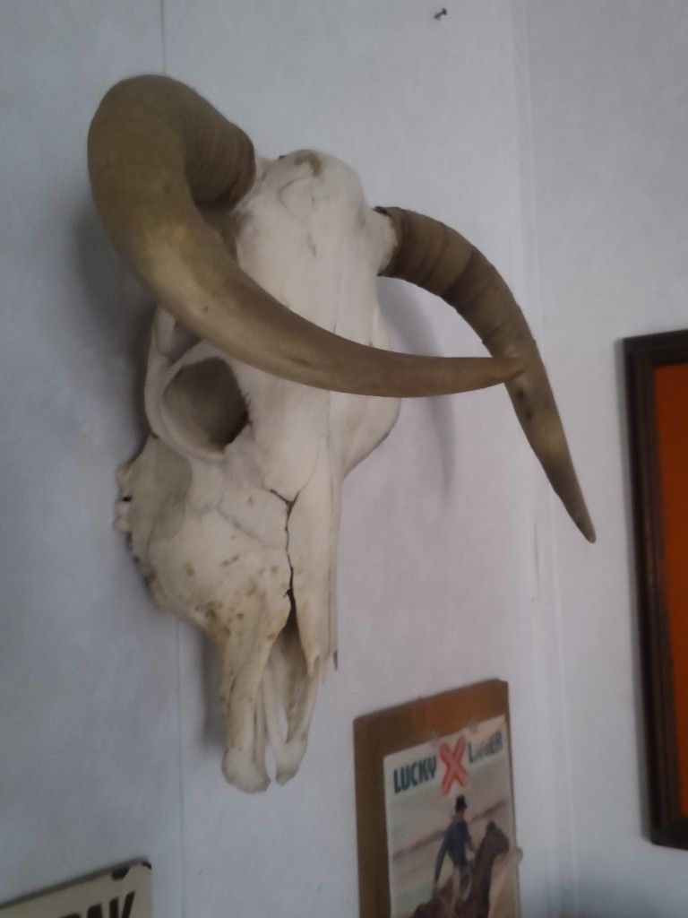 Real Bull Skull