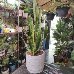 Snake Plants 