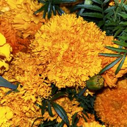 Marigolds For Sale 