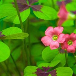 Oxalis “Red Cross” Perennial Plants