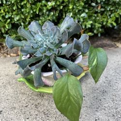 Succulent In Tea Cup