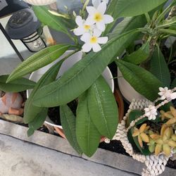  Several Thriving Plants . $10 Each Still Flowering