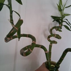 Trade Real Christmas Tree for Items