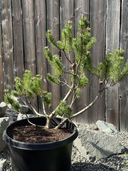 Mugo Pine