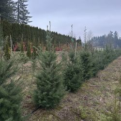 Douglas Fir 5/6ft Tall 