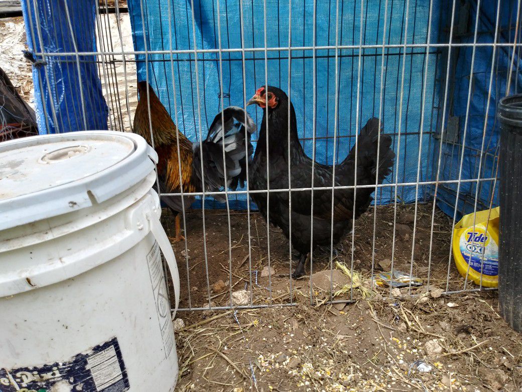 Black Chicken Golona (Lays Eggs)