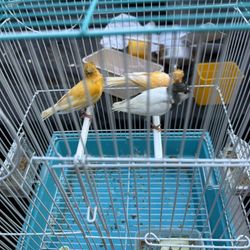 Bird Cage 