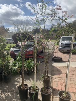 Durazno En Flor Peach