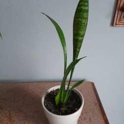 Snake Plant