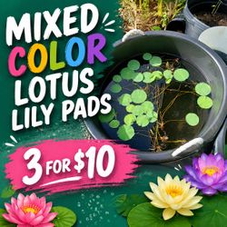 Lotus lily pads 3 for $10