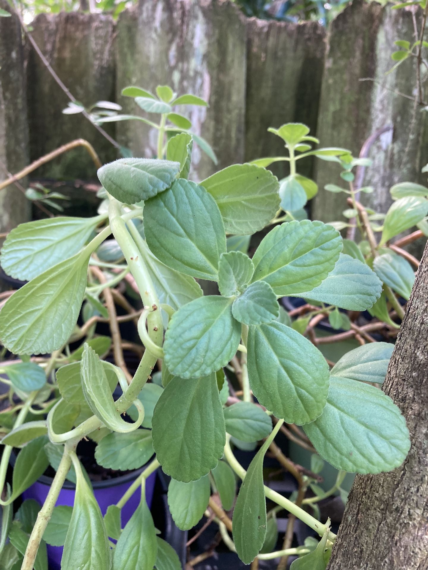 **$3 EACH**Panadol Plant | Scaredy Cat Plant | Boldo in Brazil | Plectoranthus Canus Roth