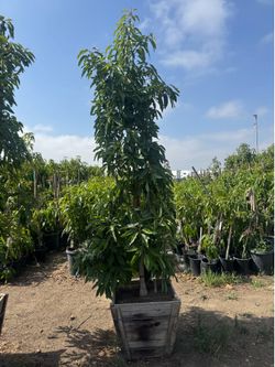 avocado tree 24box