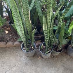 Snake 🐍 Plants