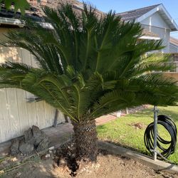 Beautiful Sago Palm