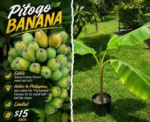 Exotic Pitogo banana