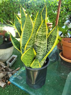 $5 sanseviera plant