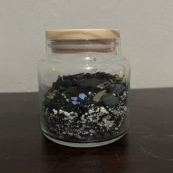 Terrarium Plant 