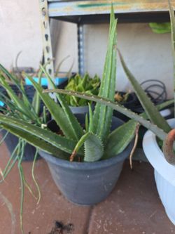 Aloe Vera medium size