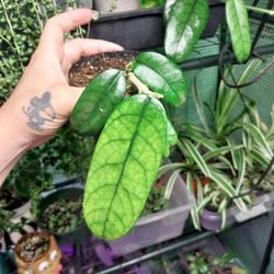 Hoya Globulosa
