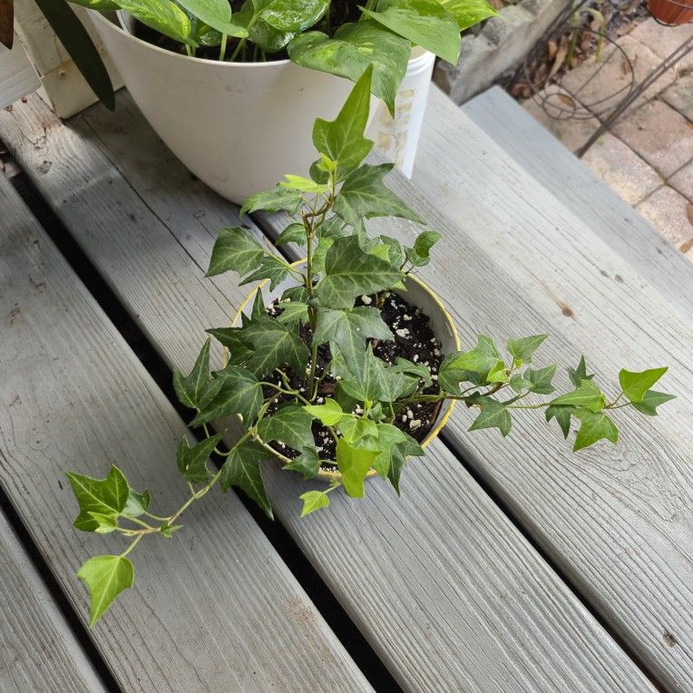 Ivy Plant
