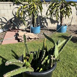 Dragon Fruit Cuttings-many Varieties $5