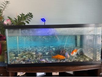Fish Tank