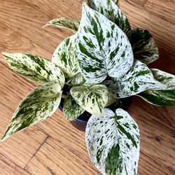 Marble Queen Pothos Ultra White Plant / Low-Light Friendly / Free Delivery Available 