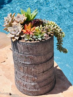 Unique pot of beautiful succulents