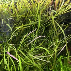 Aquarium Plant 