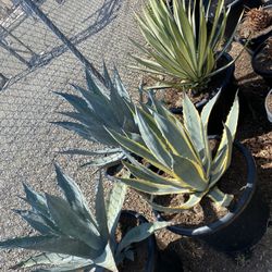 Agave