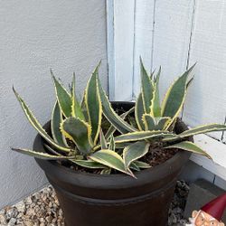 American Agave Succulent