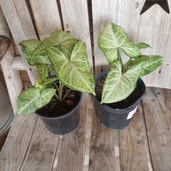 Arrowhead Plant 