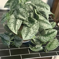 Scindapsus Silver Exotica Plant