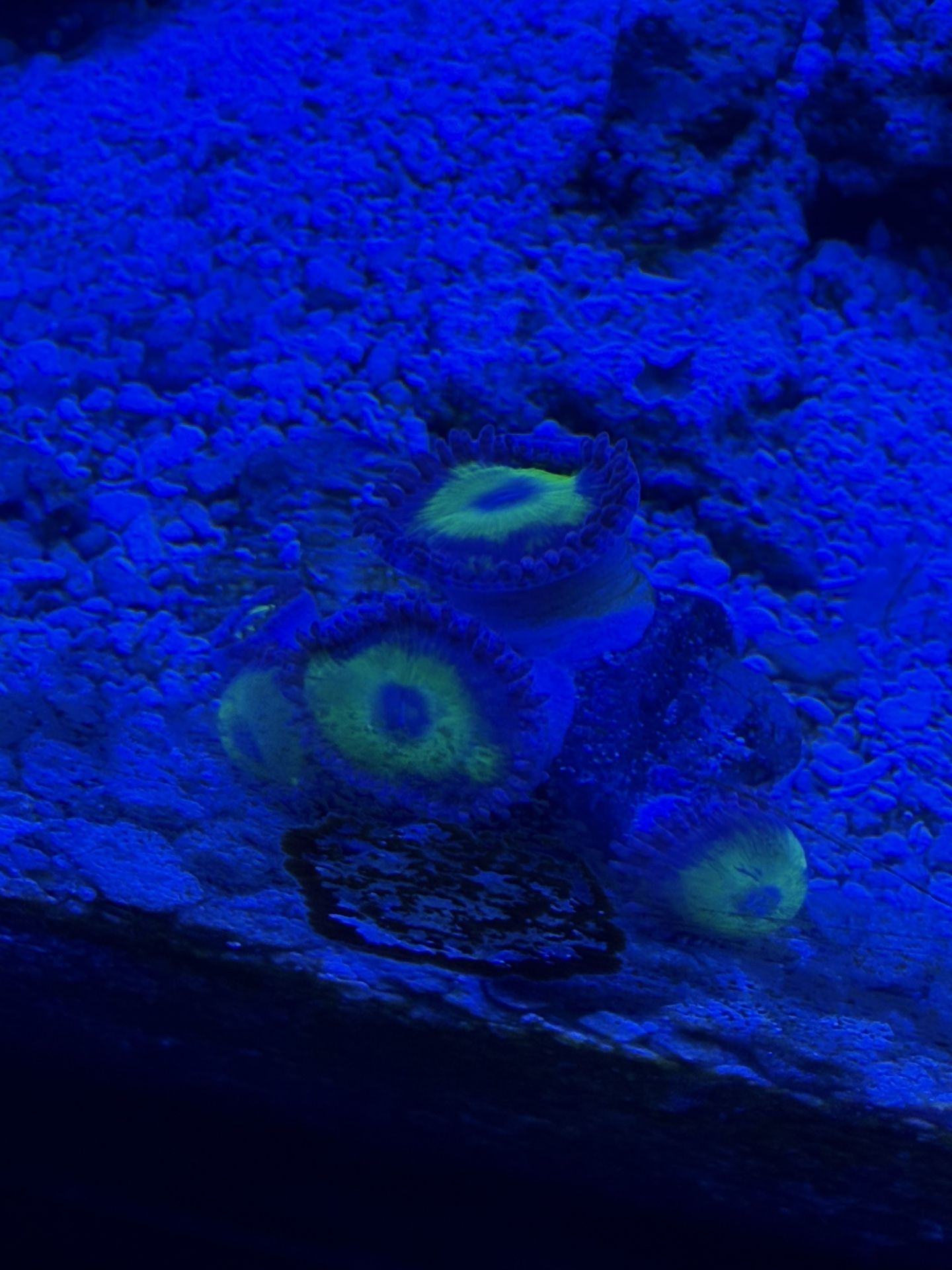 CB Pink Hippo Zoa Frag