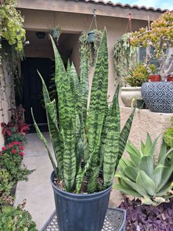 Sensaveria Zeylanica "Snake " Plant $40