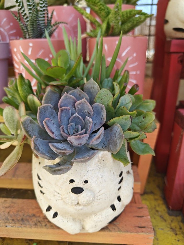 Succulents In Beautiful Animal Pots