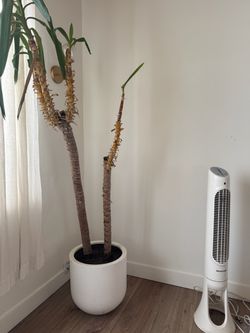 Yucca Plant in White Ceramic Pot